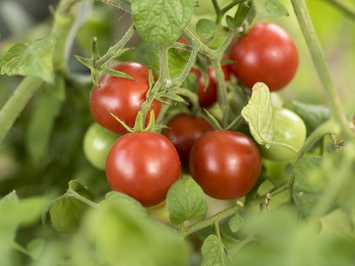 Bioestimulante nanotecnológico melhora desenvolvimento de hortaliças