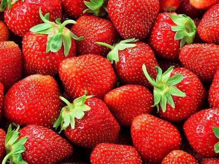 Morango está em plena safra em São Paulo