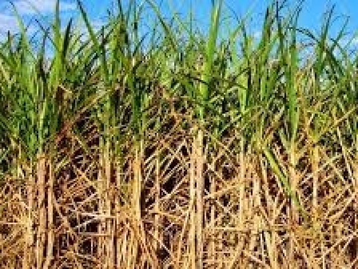 Pragas e dólar elevado aumentam custo de produção da cana em PE