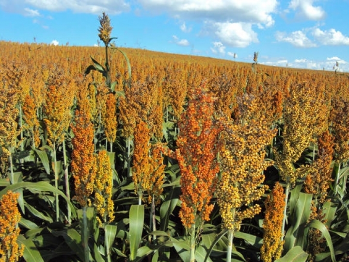 Sorgo IAC Santa Elisa é excelente opção para baixar o custo da alimentação na pecuária