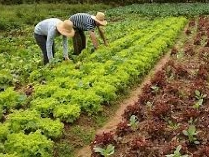 Bolsonaro veta auxílio emergencial a agricultor familiar que não tiver recebido o benefício