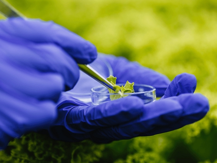 Bioinsumos como aliados da produtividade em culturas orgânicas