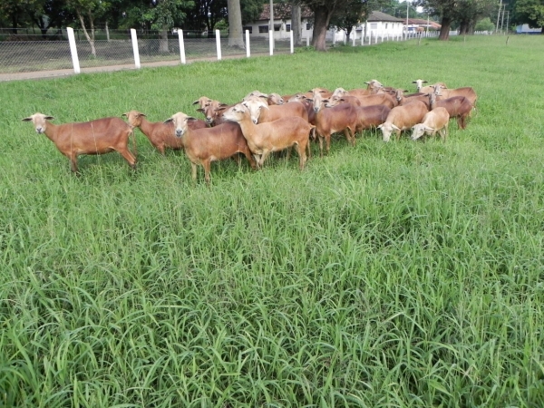 Foto: Divulgação IZ