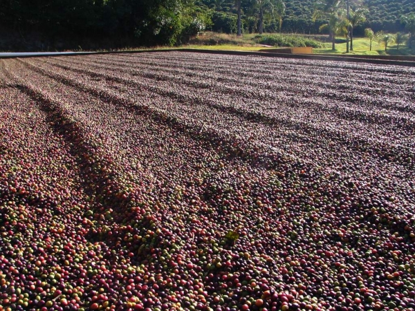 Produção de café garante o financiamento. Foto: Divulgação 