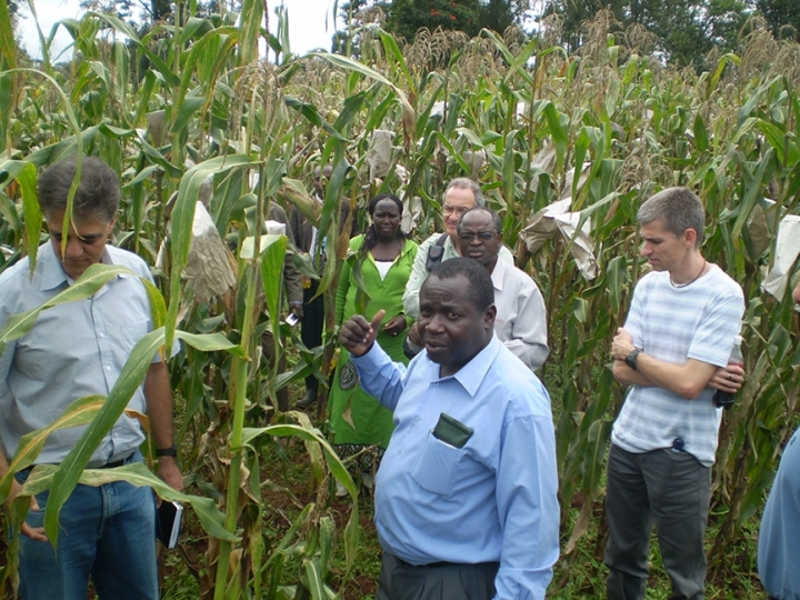 Genes encontrados em milho do Quênia podem estar associados à tolerância ao alumínio