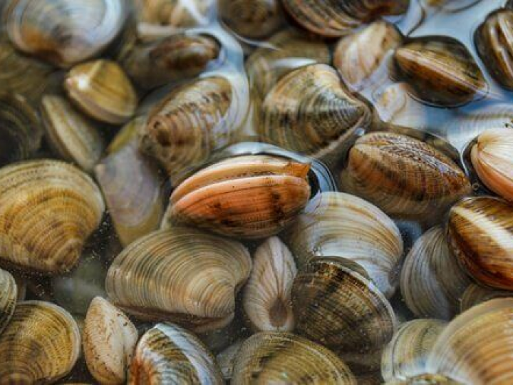 Projeto avalia a captura de moluscos bivalves no litoral paranaense e suas consequências sobre a biodiversidade costeira 