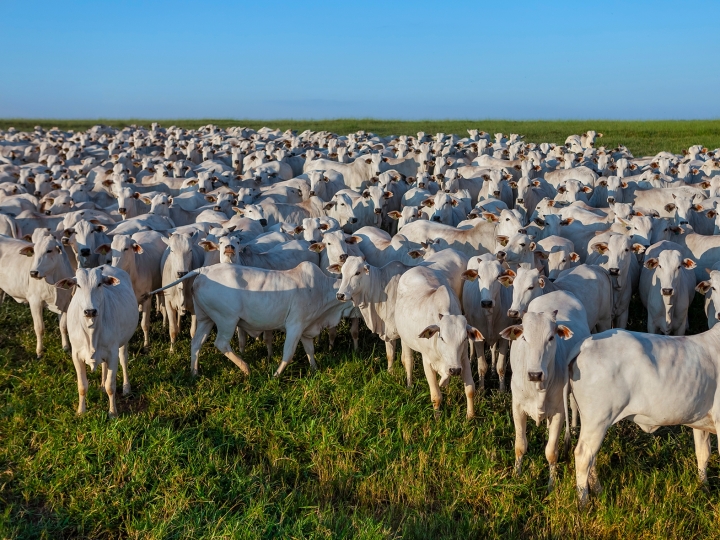 Aumento nas exportações de proteína animal alavancam a venda de aditivos presentes nas rações
