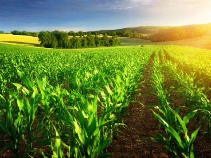 VBP da agropecuária deve crescer 12,5% em 2020