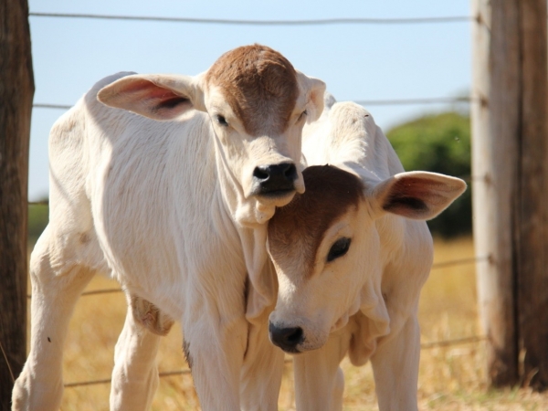 Baunilhe e Nevasca.  Foto: Carlene Rezende