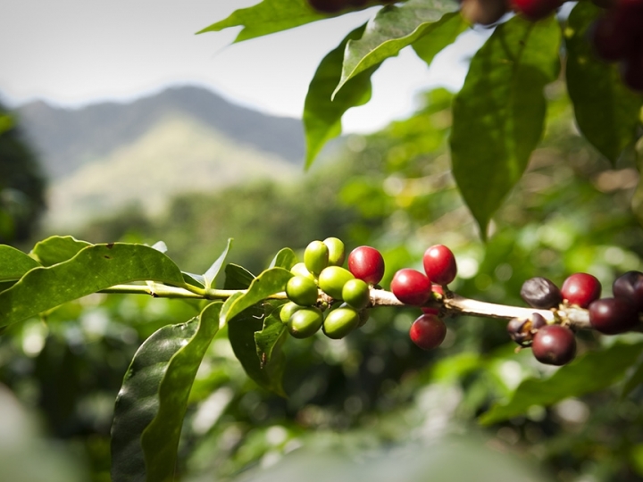 Tecnologia para colheita do café em montanhas causa impacto positivo de R$ 770mi