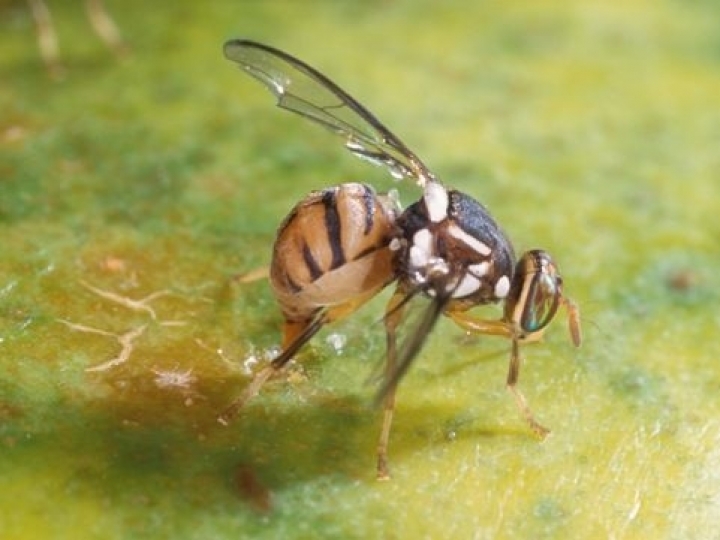 Captura de um exemplar de mosca-da-carambola 