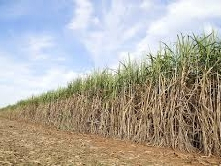 AFCP renova acordo para usar cana melhorada sem pagar royalties