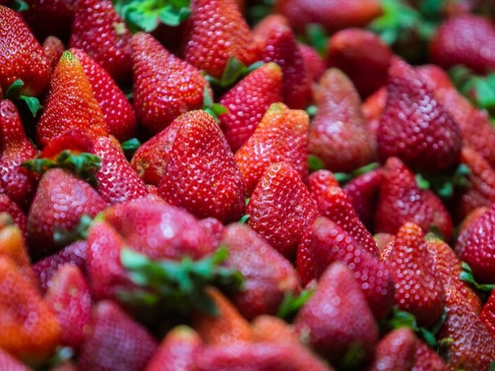 Morango: Ácaro elimina uso de químicos