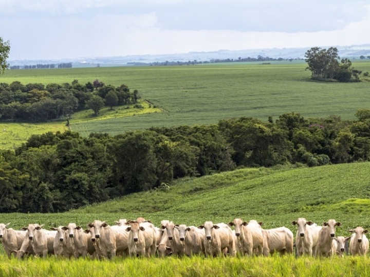 Valor da Produção Agropecuária deste ano está estimado em R$ 771,4 bilhões