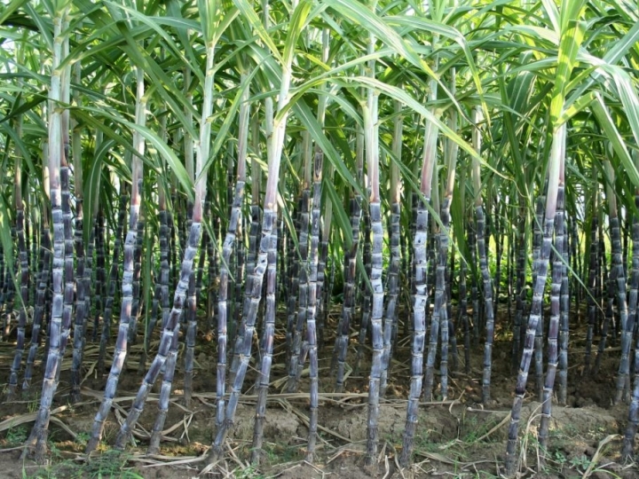 Usina Coaf inicia moagem e produção também de açúcar e energia