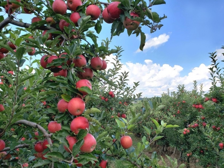 Embrapa e instituições francesas pesquisam sustentabilidade da macieira