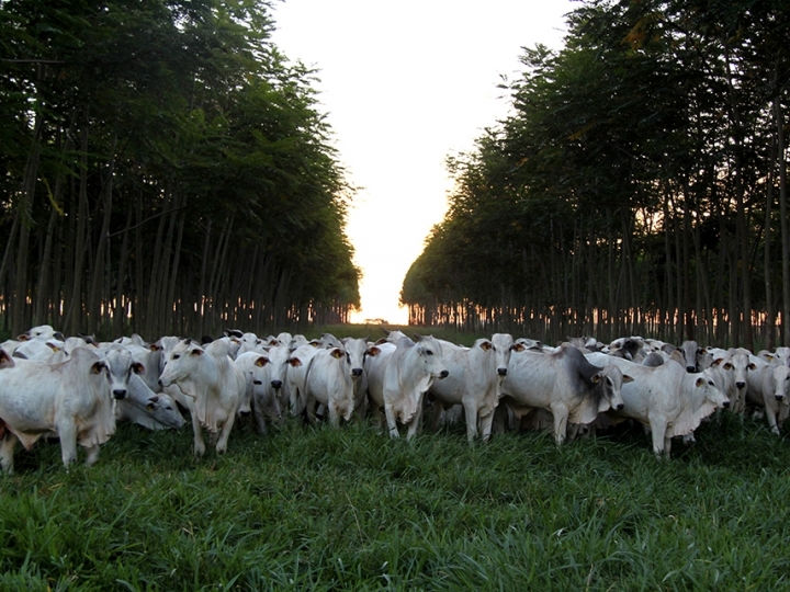 Pesquisa desenvolve protocolo para produzir carne neutralizando gases