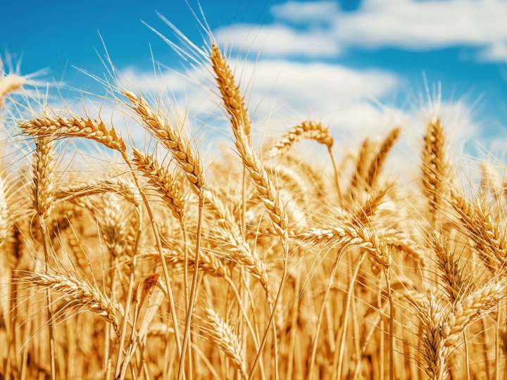 Ceará planta trigo pela primeira vez e colheita surpreende