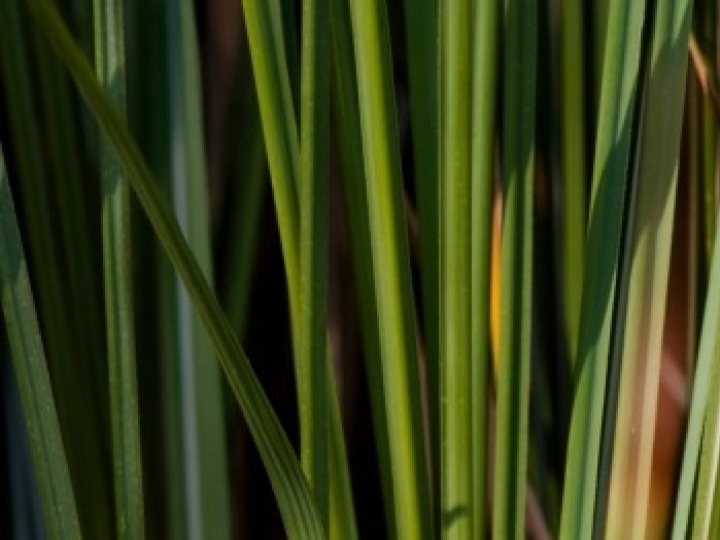 Estratégia para mudança no clima por meio da adoção de biocombustíveis