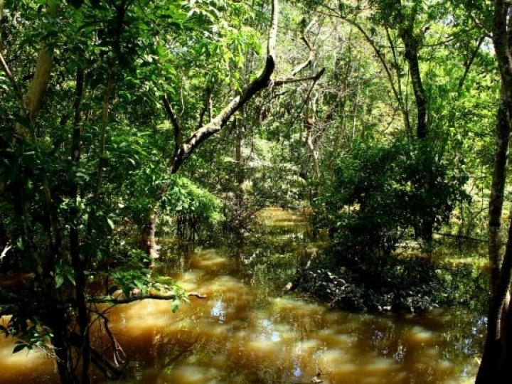 Políticas públicas da sociobiodiversidade como renda