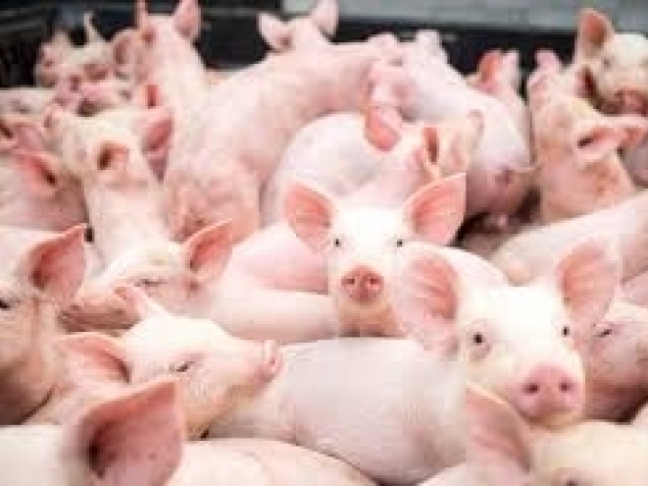 Exportação de carne suína cresce 54,5% em 2020