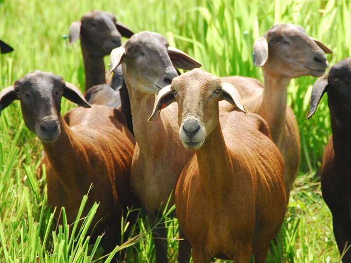 Estratégias de alimentação reduzem emissão de gases em ovinos