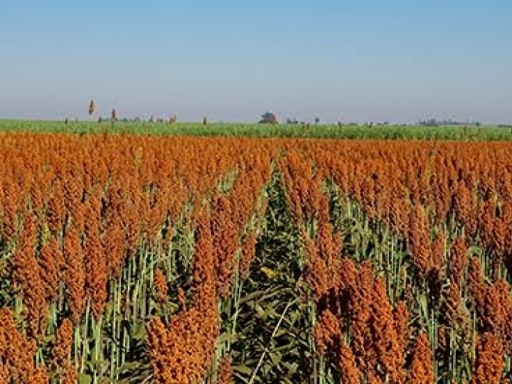 Corteva amplia atuação na cultura do sorgo 