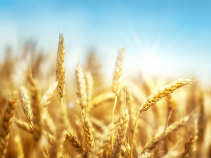 Consumo de trigo aumentou 15% durante pandemia