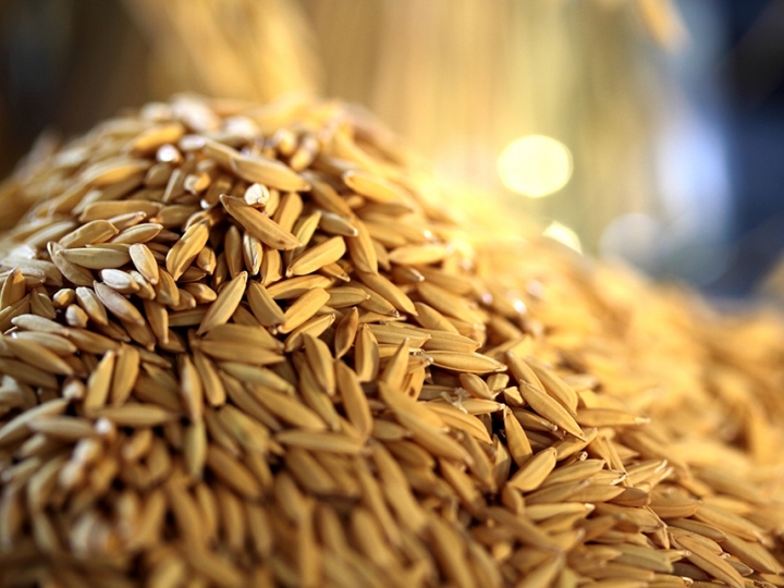 Ciência usa big data para reduzir riscos climáticos na produção de grãos no Brasil