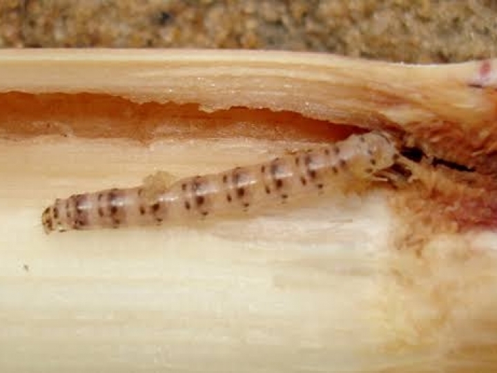 Broca-da-cana pode impactar a produtividade na safra 