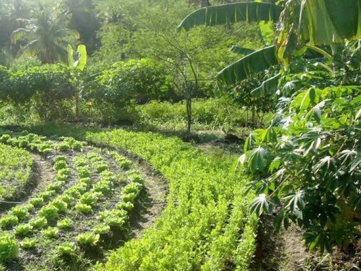 Da floresta à mesa: agrofloresta para a alta gastronomia