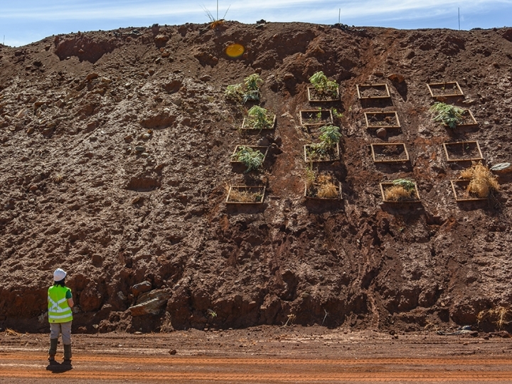 Pesquisadores identificam plantas capazes de extrair níquel do solo