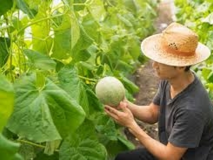 Programa da Corteva Agriscience voltado ao pequeno produtor é destaque no Agro Experience 2020