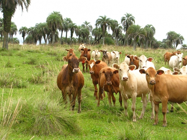 O pesquisador Ênio Sosinski, da Embrapa, considera importante conjugar a restauração do butiazal com a produção pecuária e o manejo proposto faz com que as novas mudas escapem da ação do pastejo e do pisoteio dos animais - Foto: Ênio Sosinski