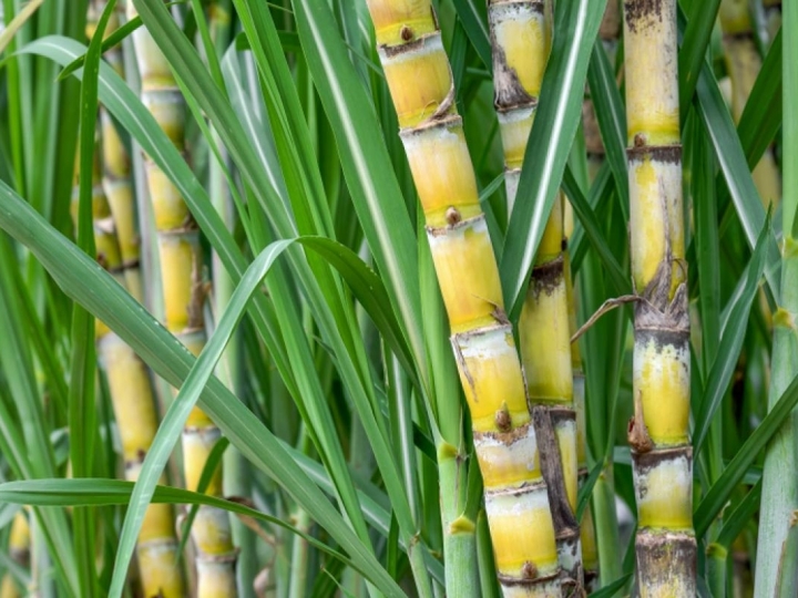 Corteva Agriscience apresenta inovações para cana-de-açúcar no 16º Insectshow