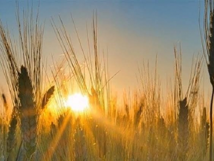 Área segurada da safra de inverno cresceu 56% 