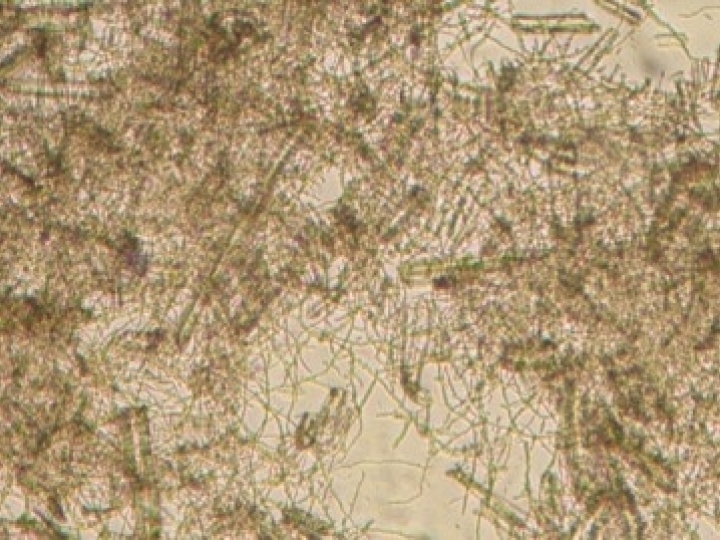 Coquetel enzimático potencializa produção de etanol 2G