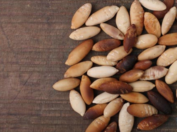 Castanha de Baru assada. Foto: Internet