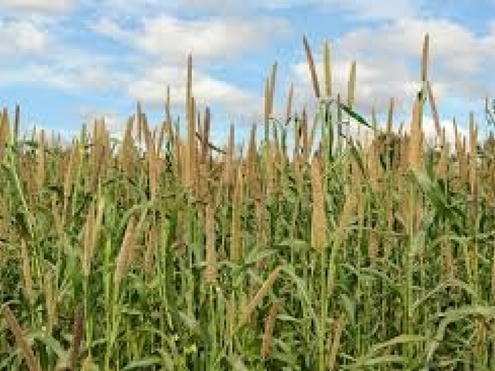 Novos zoneamentos do sorgo granífero e do milheto orientam produção agrícola