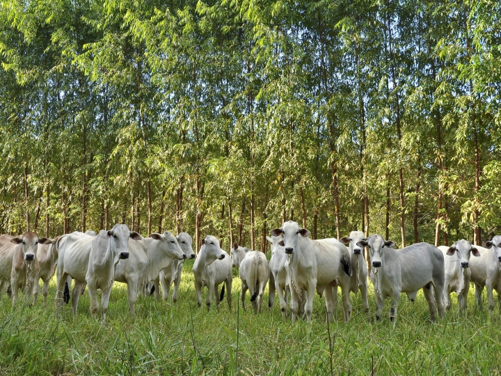 Crescem áreas financiadas pelo Programa Agricultura de Baixo Carbono 