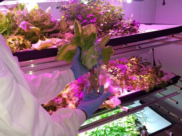 Foto de pesquisa com hortaliças produzidas em fazendas verticais - Credito Italo Guedes