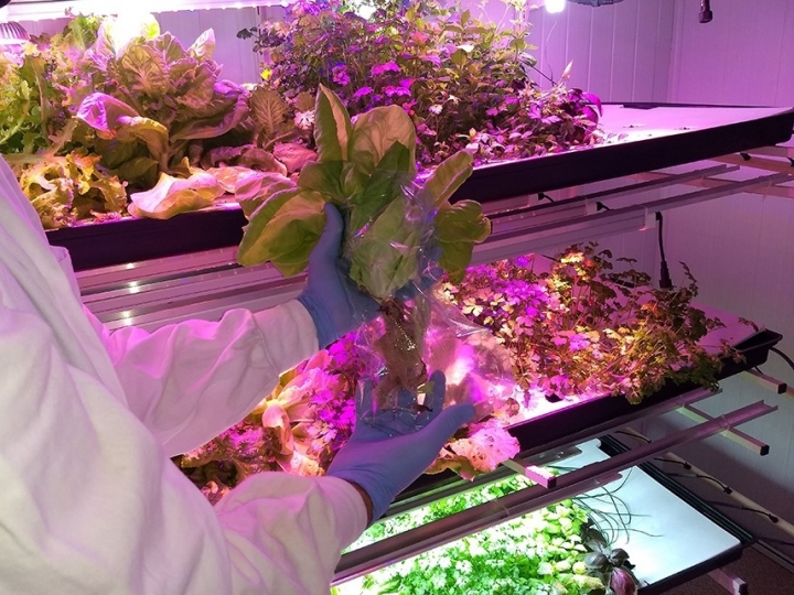 Pesquisa desenvolve modelos para produção de hortaliças em fazendas verticais