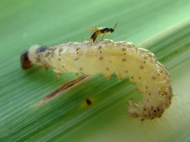 Controle biológico em cana-de-açúcar movimenta cerca de R$200 milhões no país