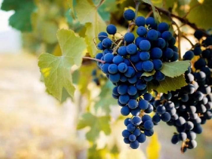 Sistema permite cadastro de produtores de uva e vinho do país