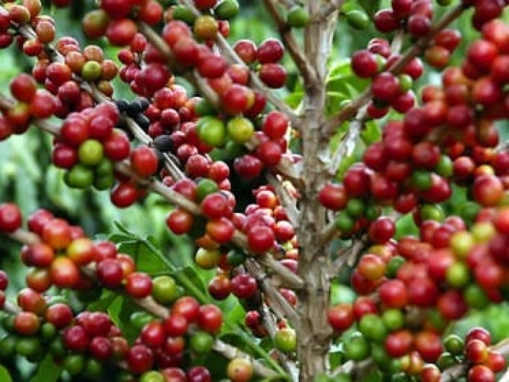 Linha de crédito para recuperação de cafezais aumenta para R$ 160mi