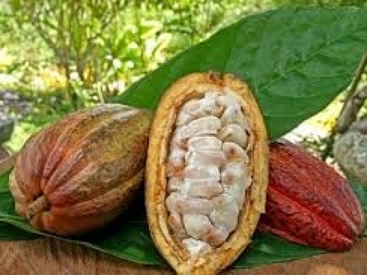 Embrapa e Ceplac formalizam cooperação em prol da cacauicultura