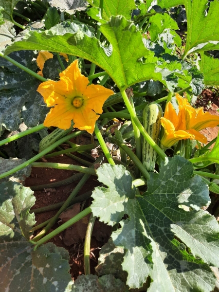 Abobrinha Flora, do produtor Francisco Daniel César da Silva, do Núcleo Rural de Rio Preto, em Planaltina (DF). Foto: Divulgação Agristar