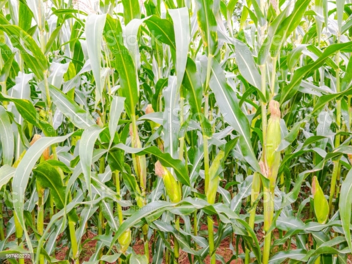 Plantio de arroz, milho e soja maior que período anterior