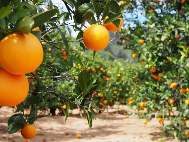 Citricultura gera 10 mil vagas de empregos nos três primeiros meses da safra 2020/2021