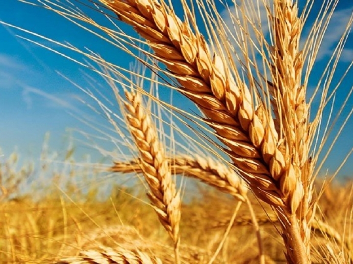 Condições climáticas afetam produção de trigo em São Paulo